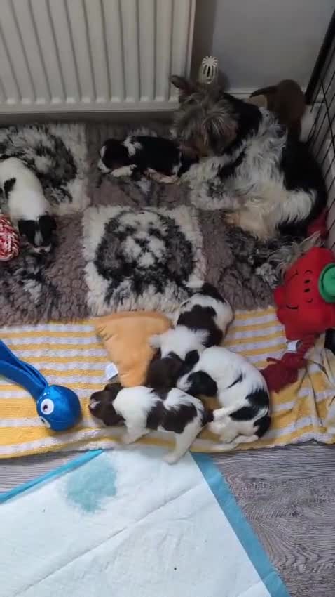 Yorkshire Terrier dogs for adoption: 💙🐶 YORKIE CROSS (BIEWER) PUPPIES 🐶💙 - Video 1