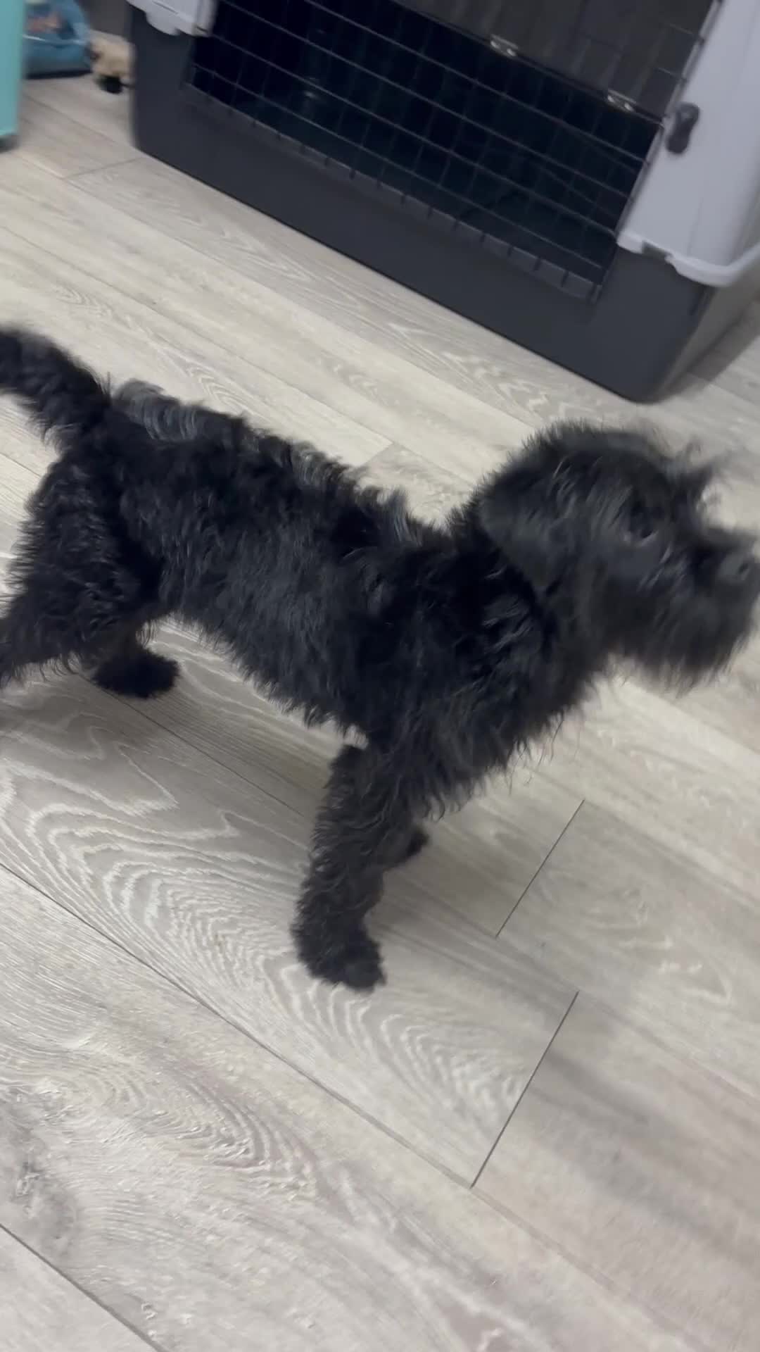 Pugapoo dogs for sale: Teddie the pugapoo in Spalding - Video 4