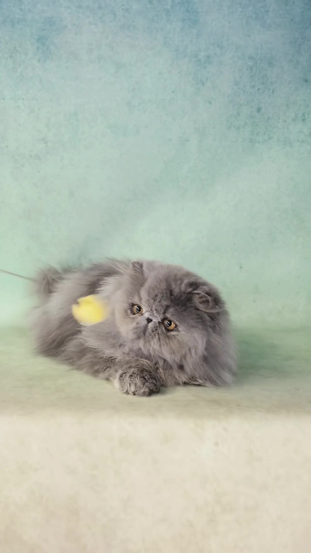 Persian cats for sale: CFA registered pedigree persian cat girl for sale - Video 2