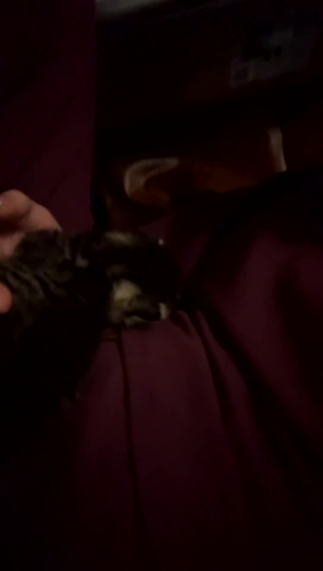 Mixed Breed cats for sale: 🐾 Home-Raised Kittens Looking for Loving Homes 🐾 in Bristol - Video 1