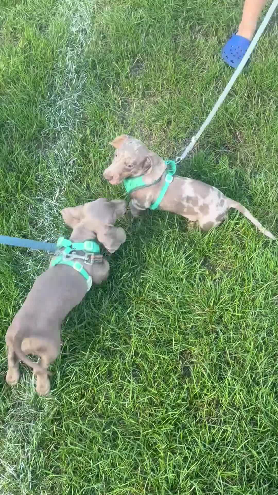 Miniature Dachshund dogs for sale: 2 beautiful boys  - Video 2