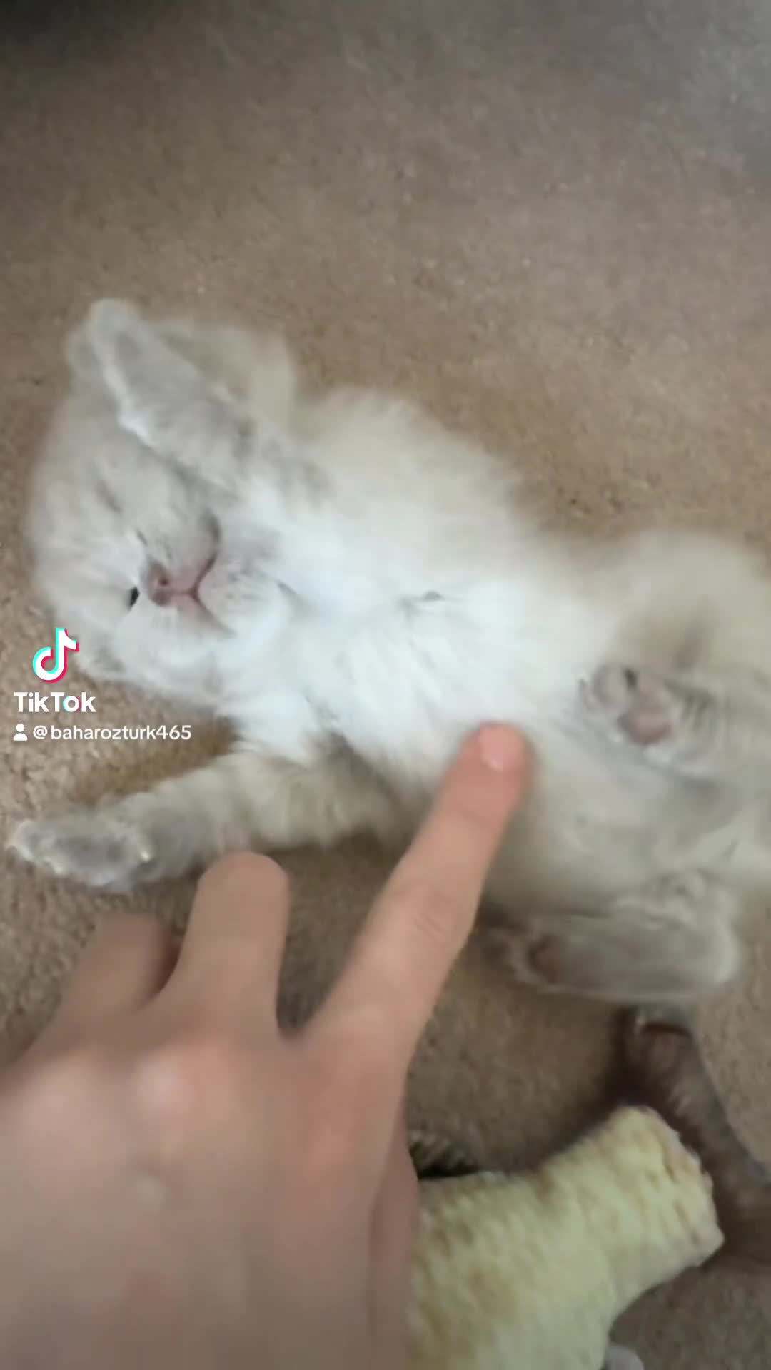 British Shorthair cats for sale: GCCF British Shorthair Kittens - Video 1