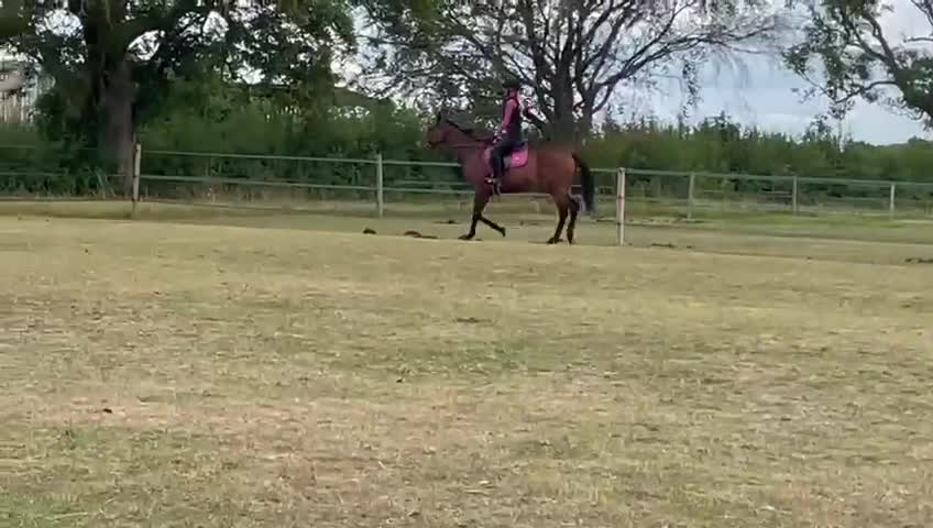 Irish Thoroughbred horses for sale: 15.1 9yo pretty bay mare  - Video 4
