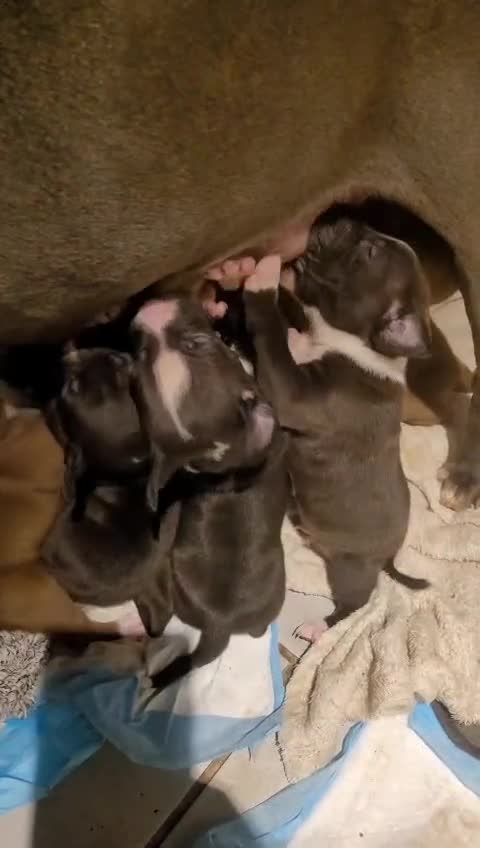 Staffordshire Bull Terrier dogs for sale: Staffordshire bull terrier pups - Video 5