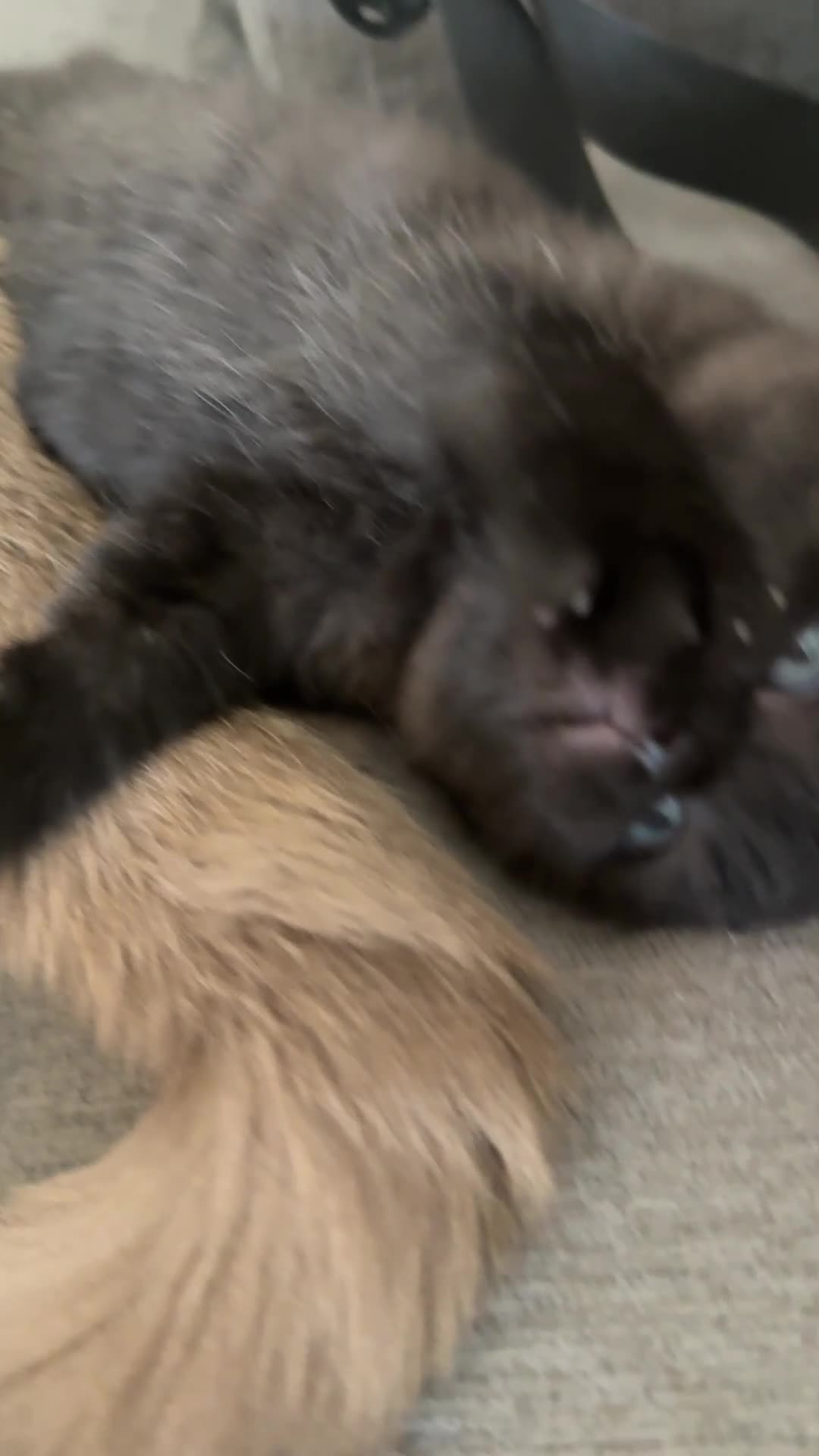 Mixed Breed cats for sale: 3 beautiful kittens  - Video 2