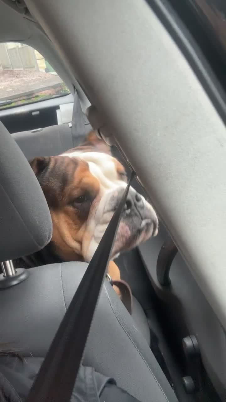 English Bulldog dogs for sale: Loving English Bulldog - Video 1