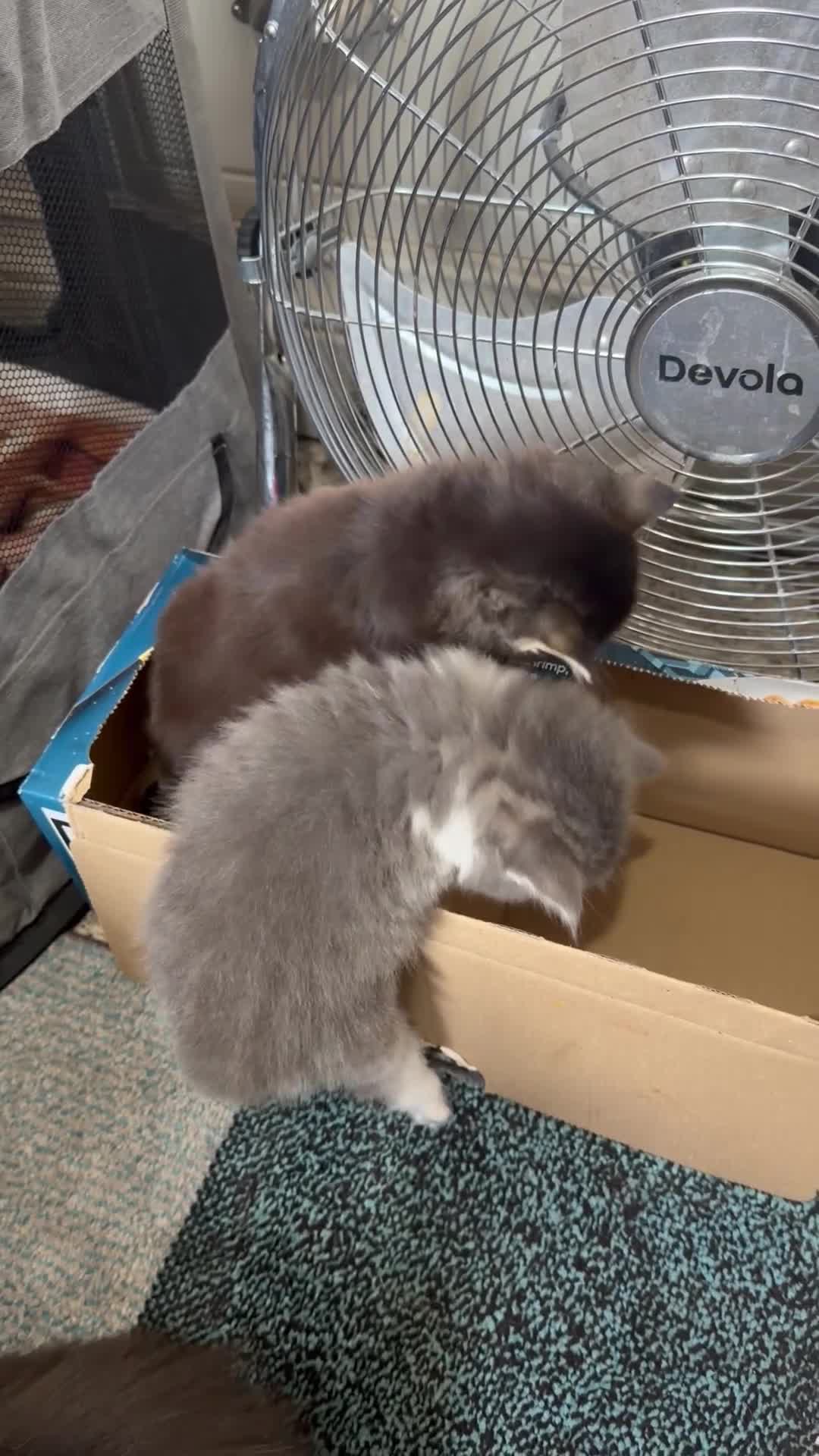 Mixed Breed cats for sale: Adorable litter of fluffy kittens  - Video 1