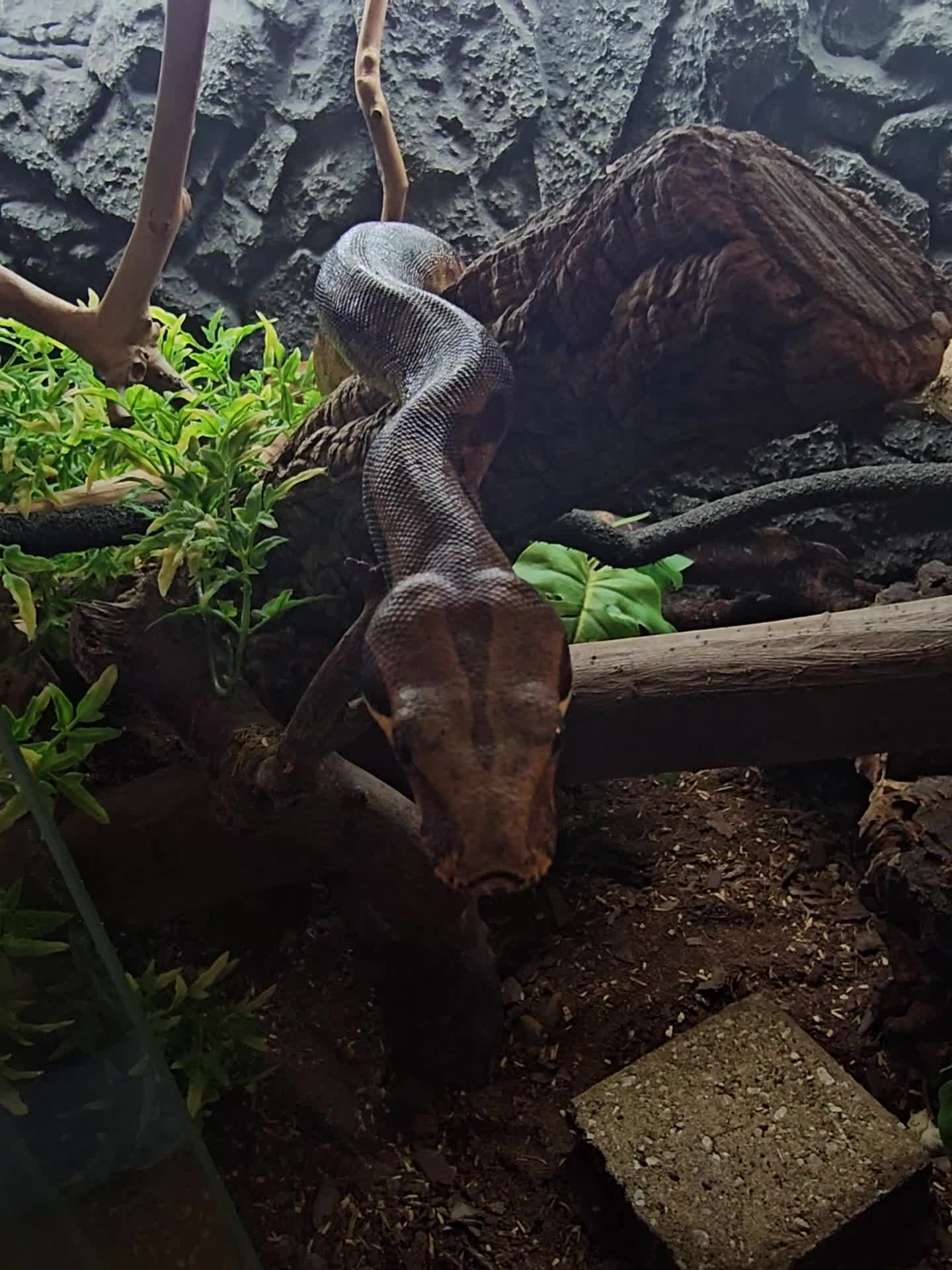 Boa Snake reptiles for sale: BCC female in Stoke-on-Trent - Video 1