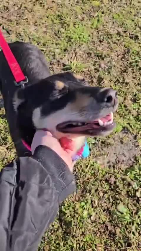 Mixed Breed dogs for adoption: ❤️🐶 CHLOE – THE DOG FOSTERS FALL IN LOVE WITH in Burton-on-Trent - Video 1