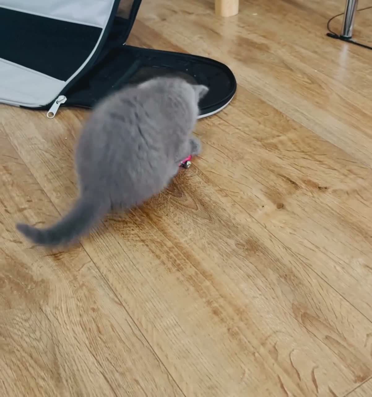 British Shorthair cats for sale: Beautiful Blue British Shorthair Kitten Gorgeous  - Video 2