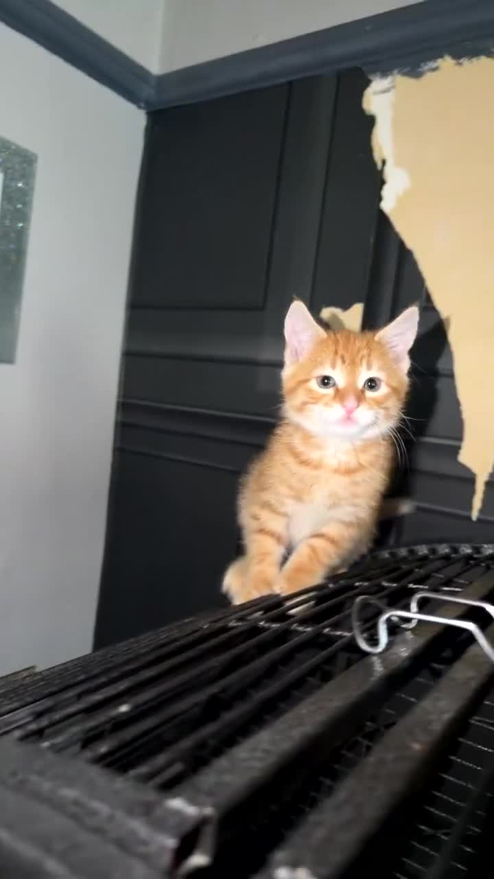 Mixed Breed cats for sale: Beautiful ginger boy - Video 1