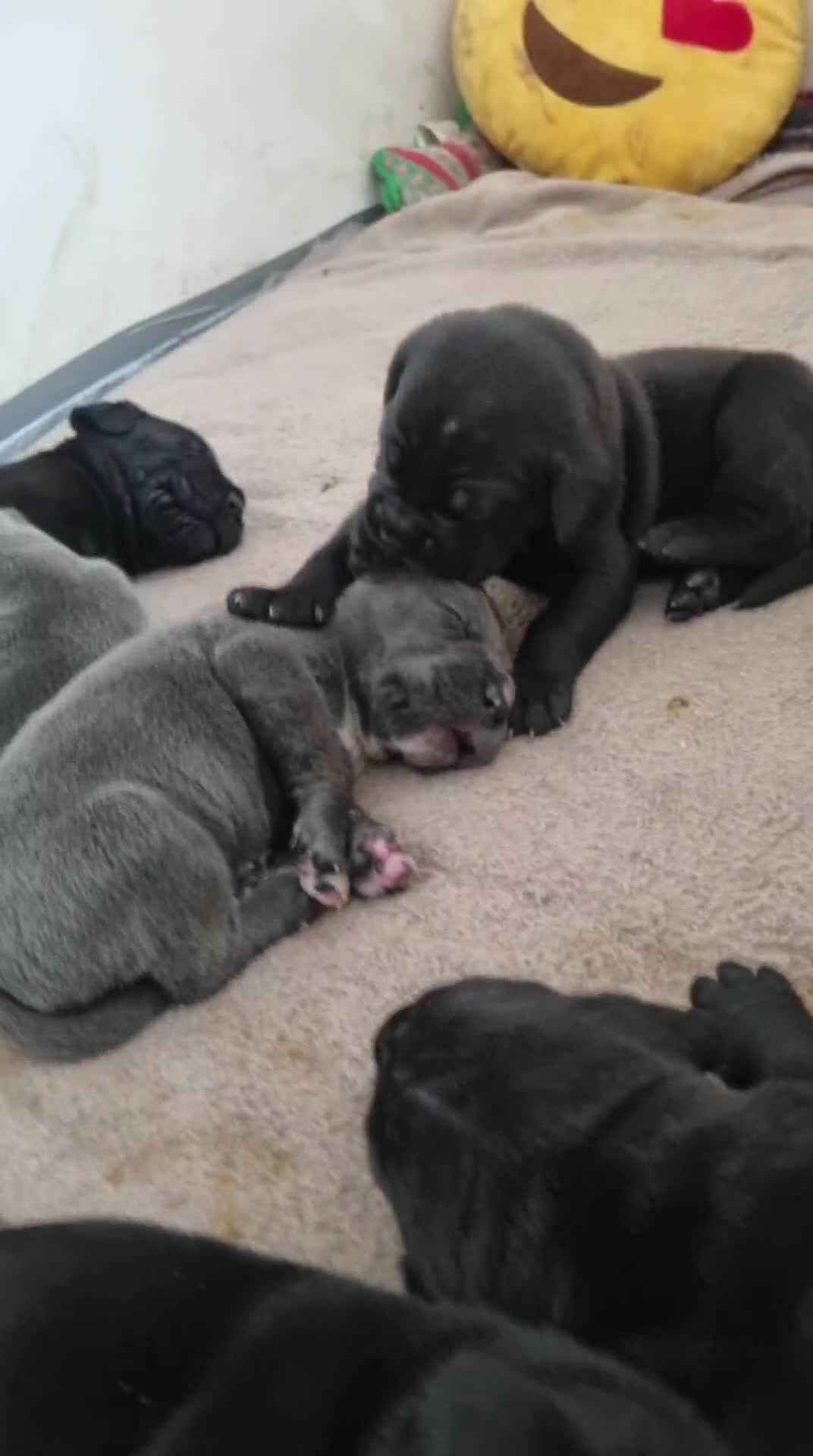 Cane Corso dogs for sale: Top quality cane corso pups WhatsApp  **  in Carlisle - Video 2