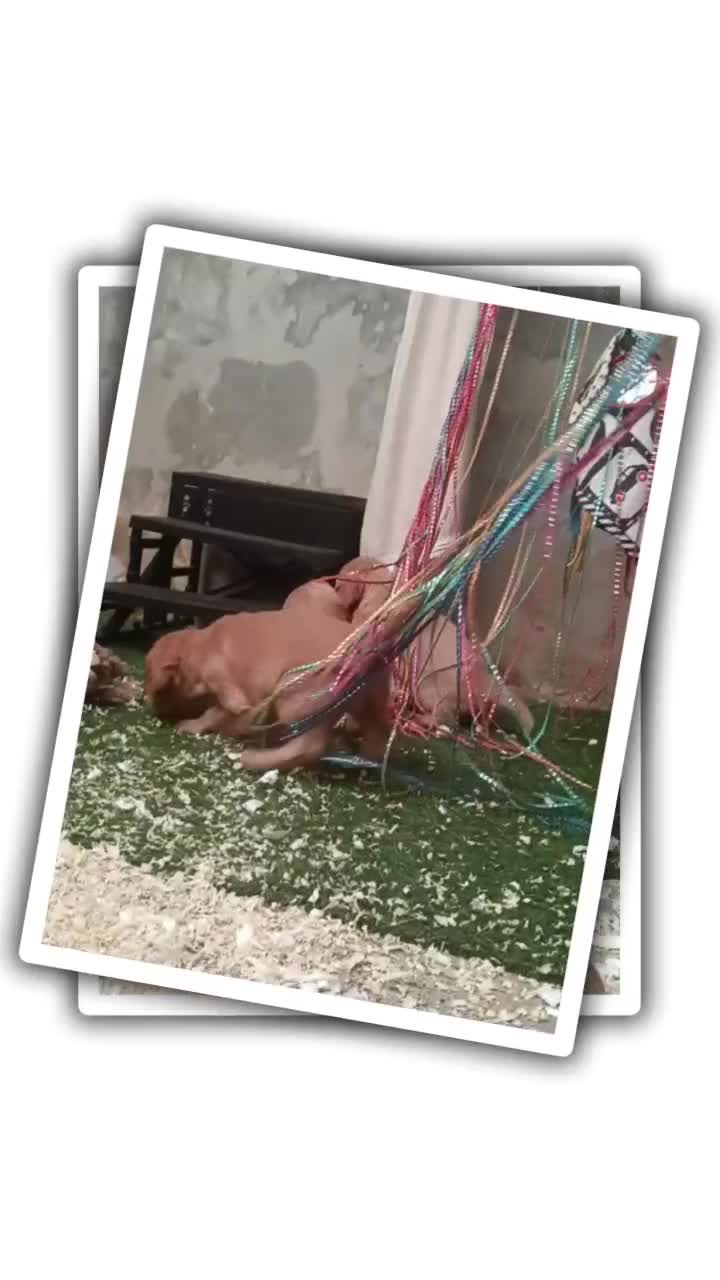 Cocker Spaniel dogs for sale: Quality Golden Show Type Cocker Spaniel puppies - Video 1