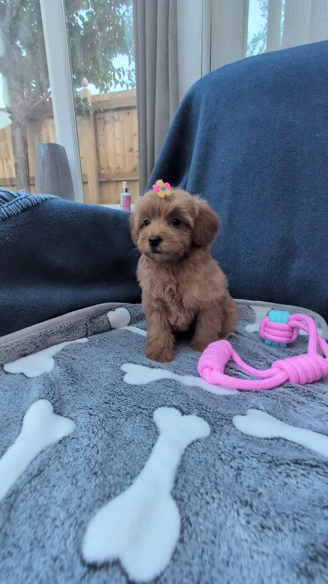 Maltipoo dogs for sale: Tiny Toy Red Maltipoo Puppies  - Video 5