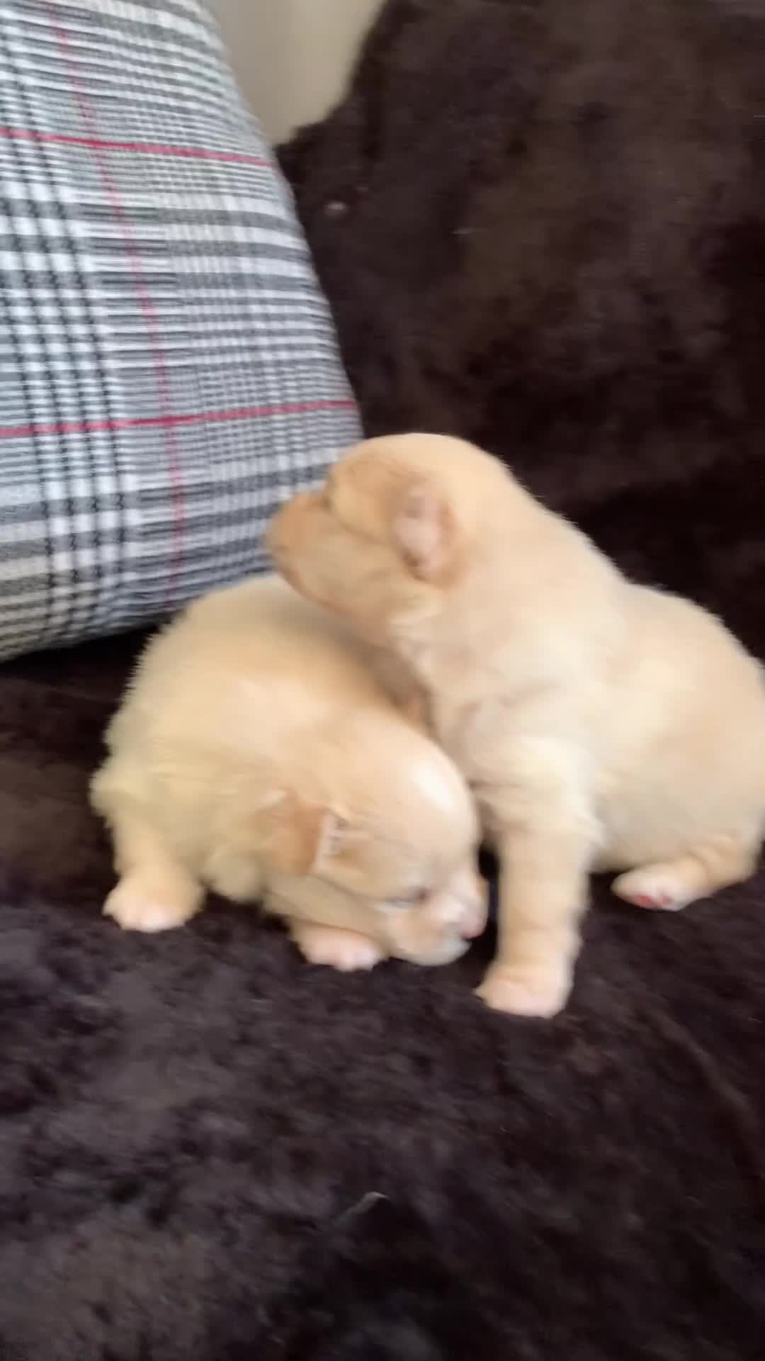 Pomeranian dogs for sale: Pure Pomeranian Puppies - Video 1