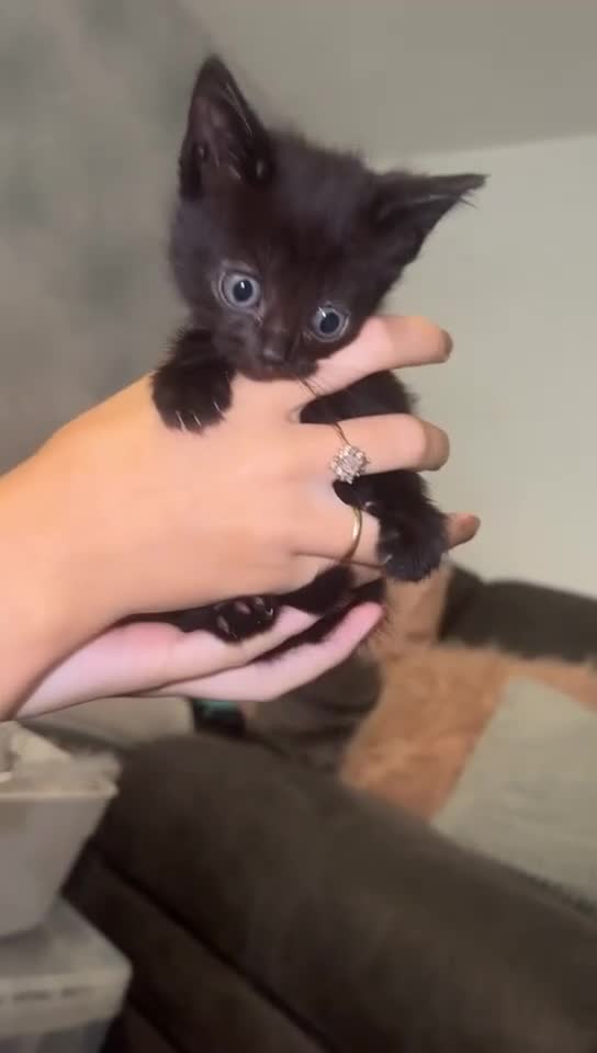 Mixed Breed cats for sale: 2 Black Kitten available 1 black and white  - Video 2