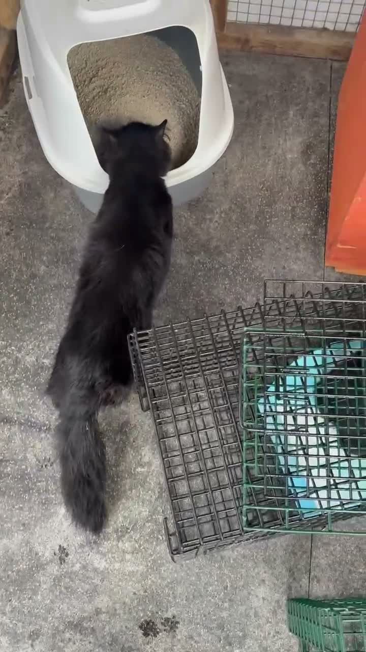 Bombay cats for sale: Two boys and one girl semi feral - Video 3