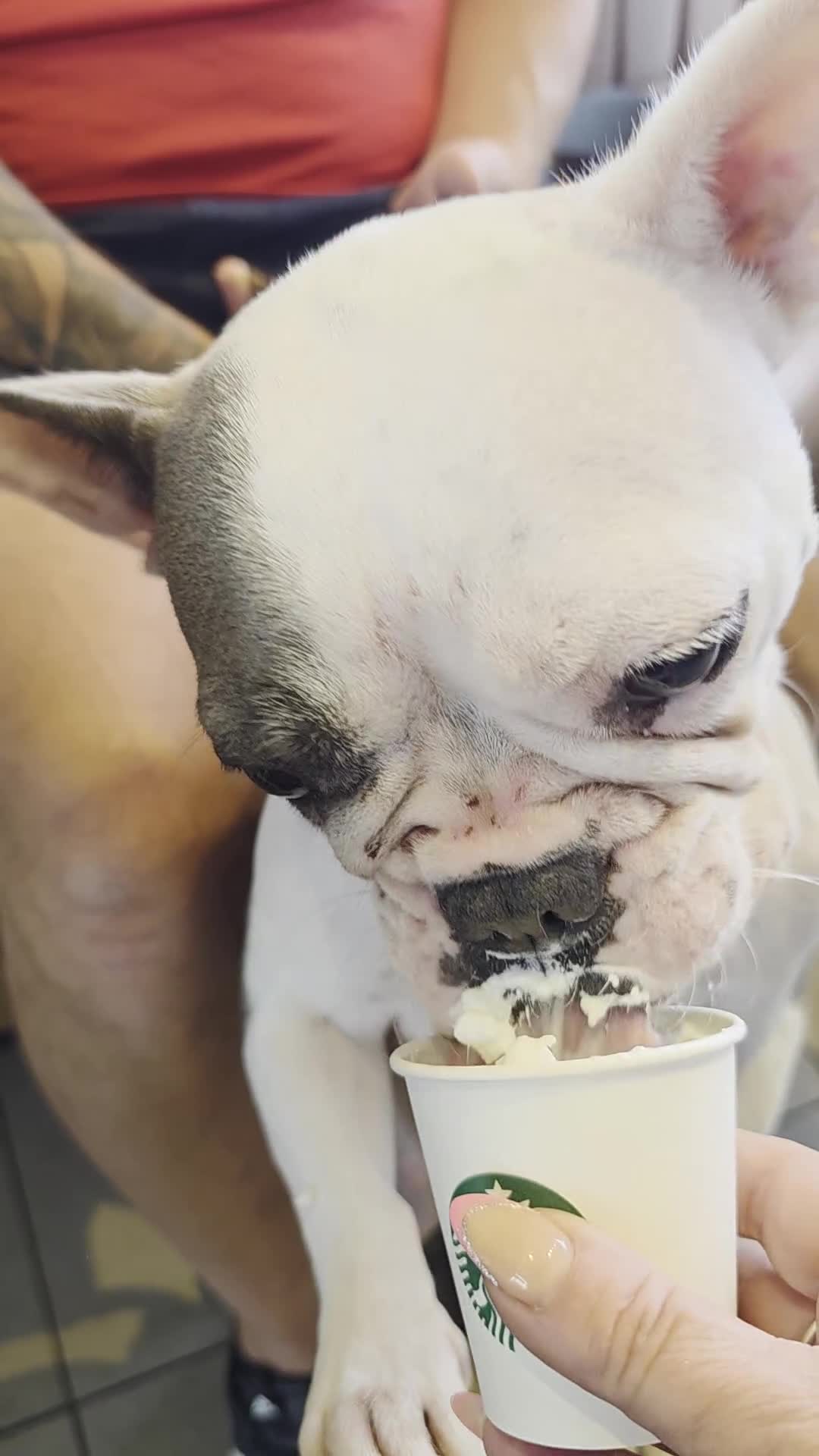 French Bulldog dogs for sale: 3yrs old French bulldog bitch  - Video 1