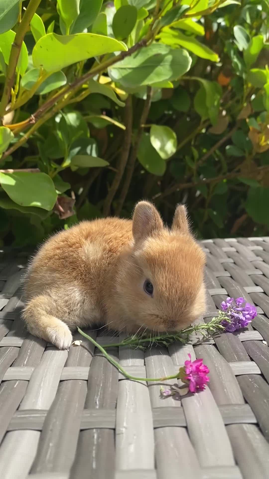 Netherland Dwarf rabbits for sale: Purebred Bunnies Netherland Dwarf - Video 2