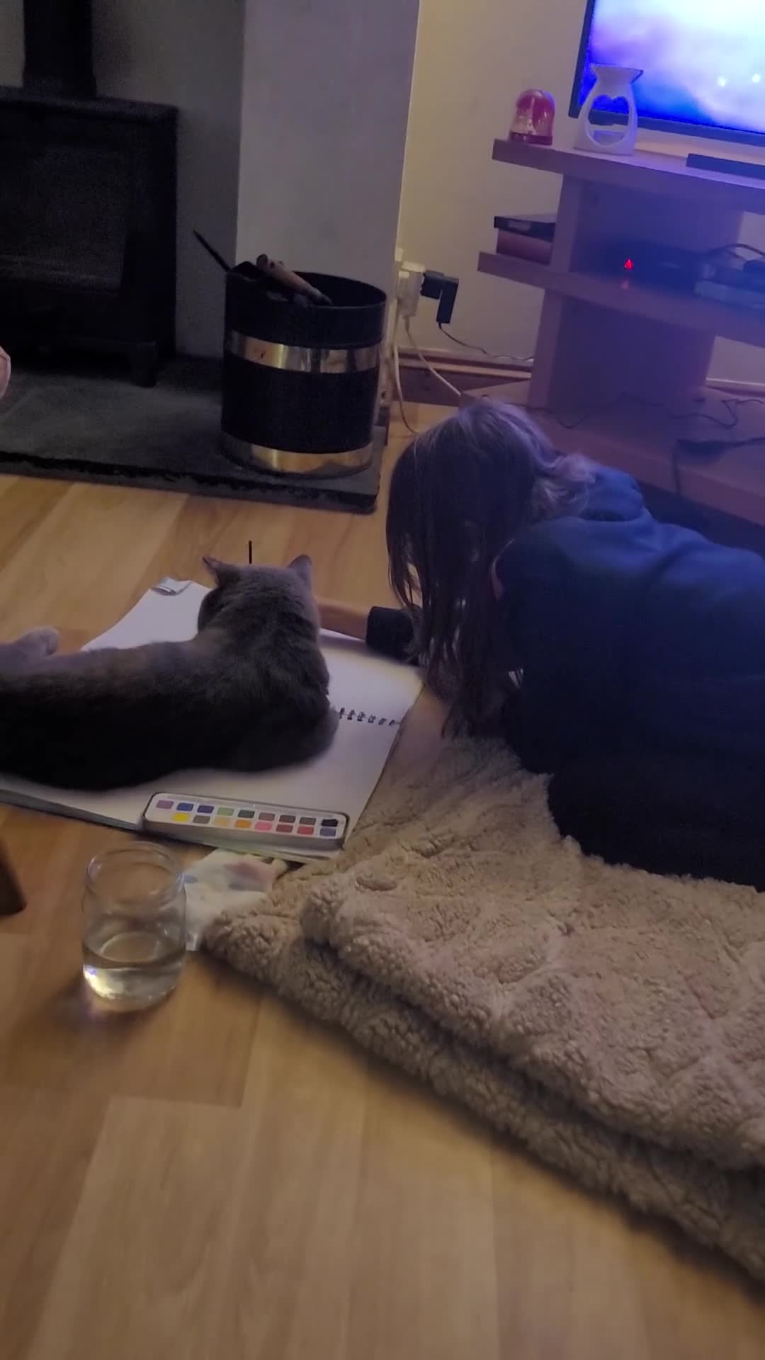 British Shorthair cats for sale: British Blue Male GCCF & TICA REGISTERED  - Video 1