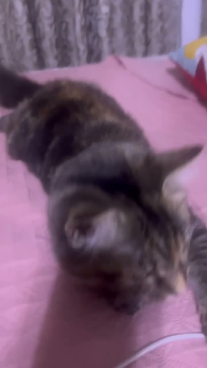 British Longhair cats for sale: Long hair and short hair tabby! - Video 3