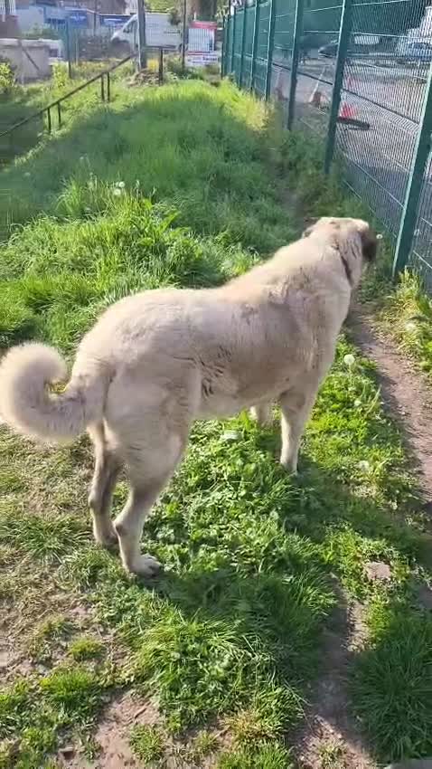 Anatolian Shepherd dogs for sale: Turkish Kangal - Video 3