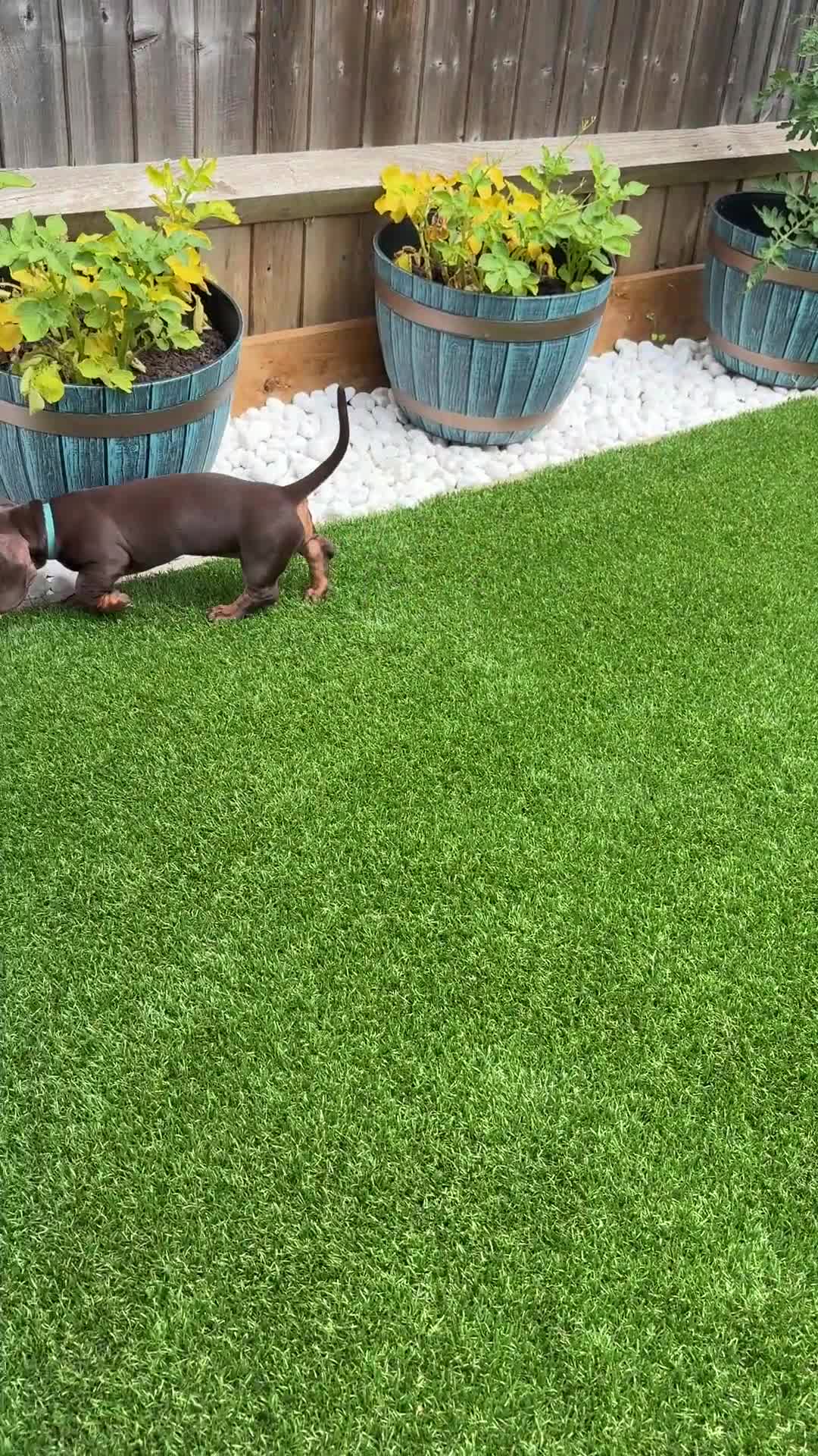 Dachshund dogs for sale: Miniature Dachshund Smooth Haired Dachshunds' - Video 1