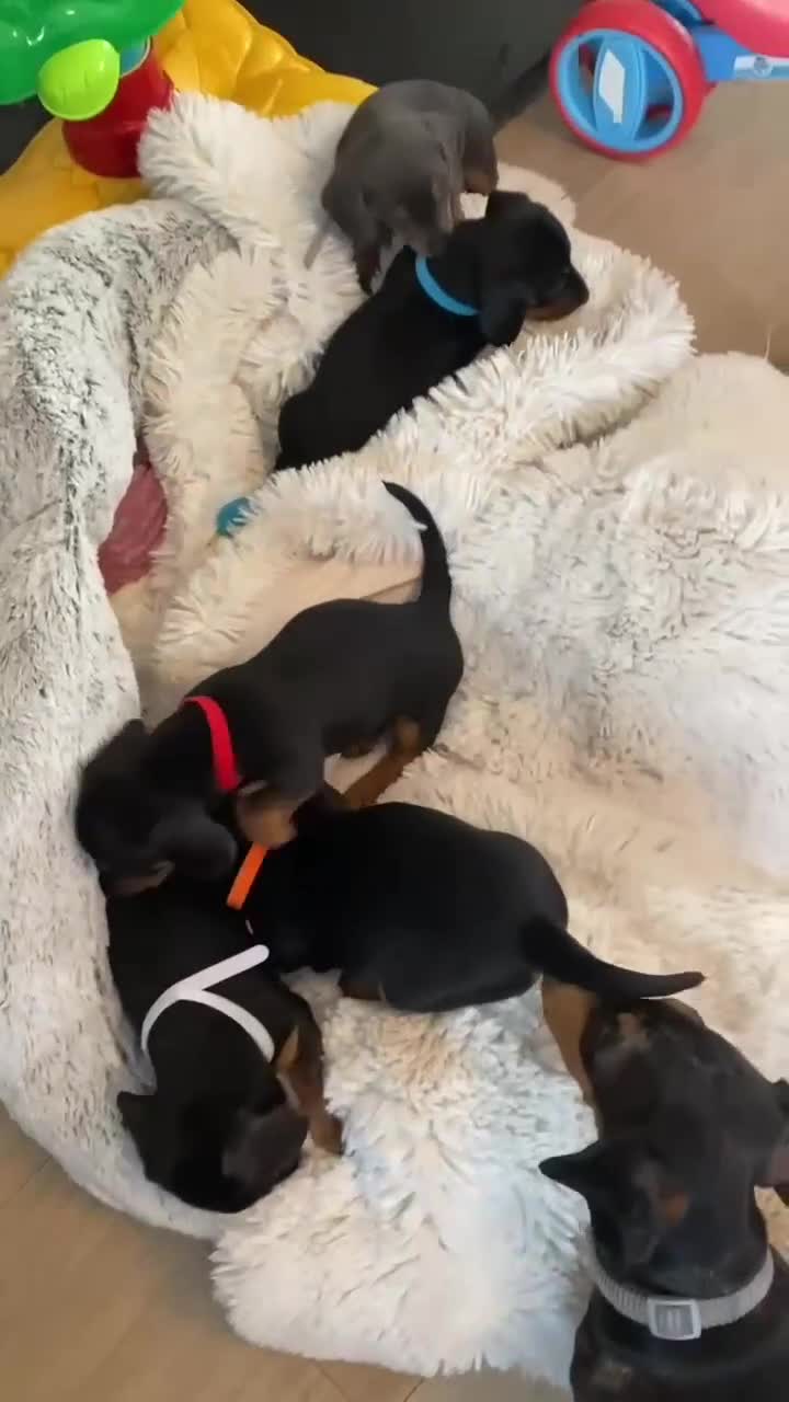 Miniature Dachshund dogs for sale: Beautiful miniature dachshund litter  - Video 2