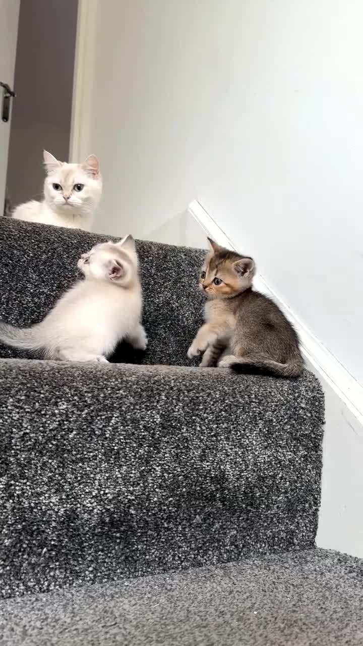 British Shorthair cats for sale: British short hair kittens  in Wembley - Video 1