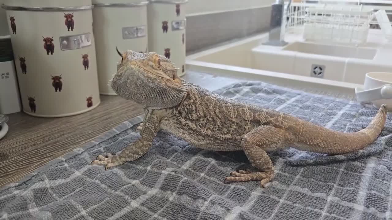 Bearded Dragon reptiles for sale: Spikey the Bearded Dragon including all setup 2yo - Video 1