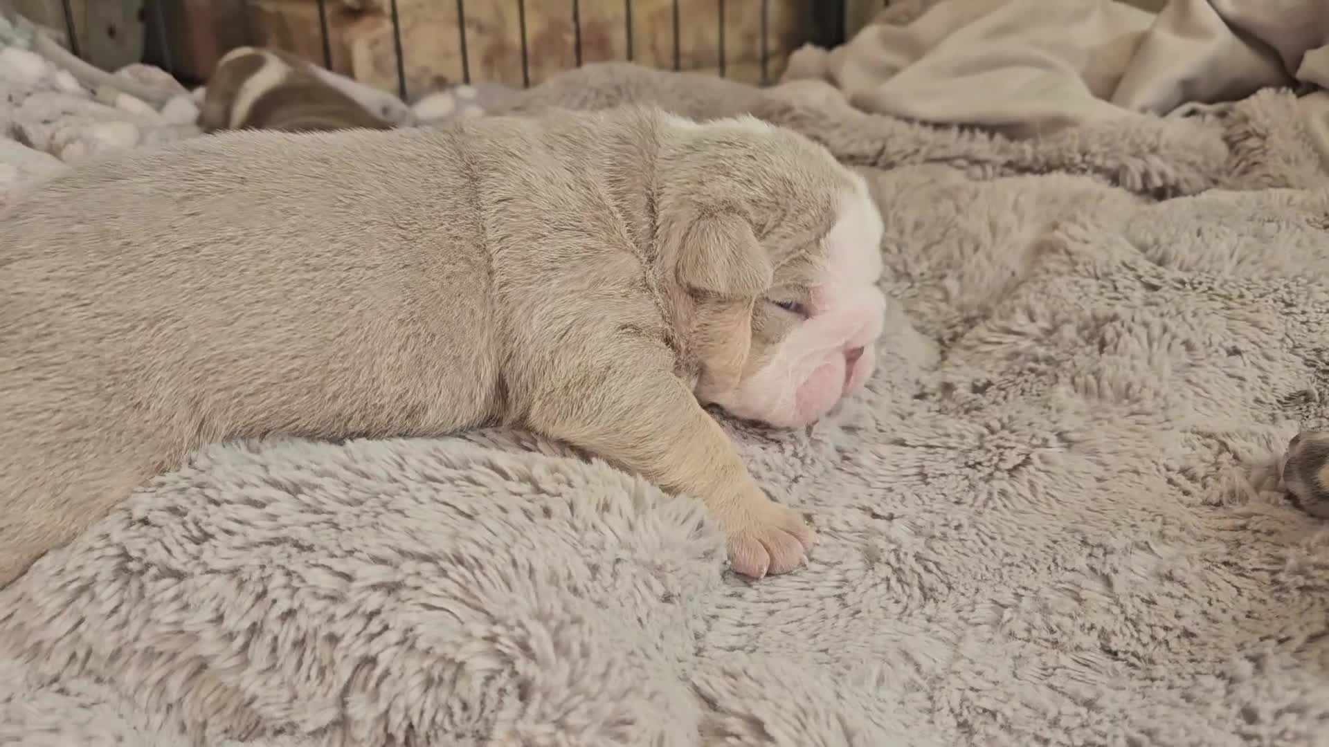English Bulldog dogs for sale: Outstanding KC English Bulldogs, Top Quality Pups - Video 2