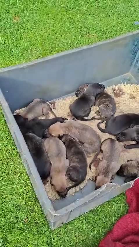 Lurcher dogs for sale: Bullx SalukiDeerhoundGreyhound  in York - Video 3