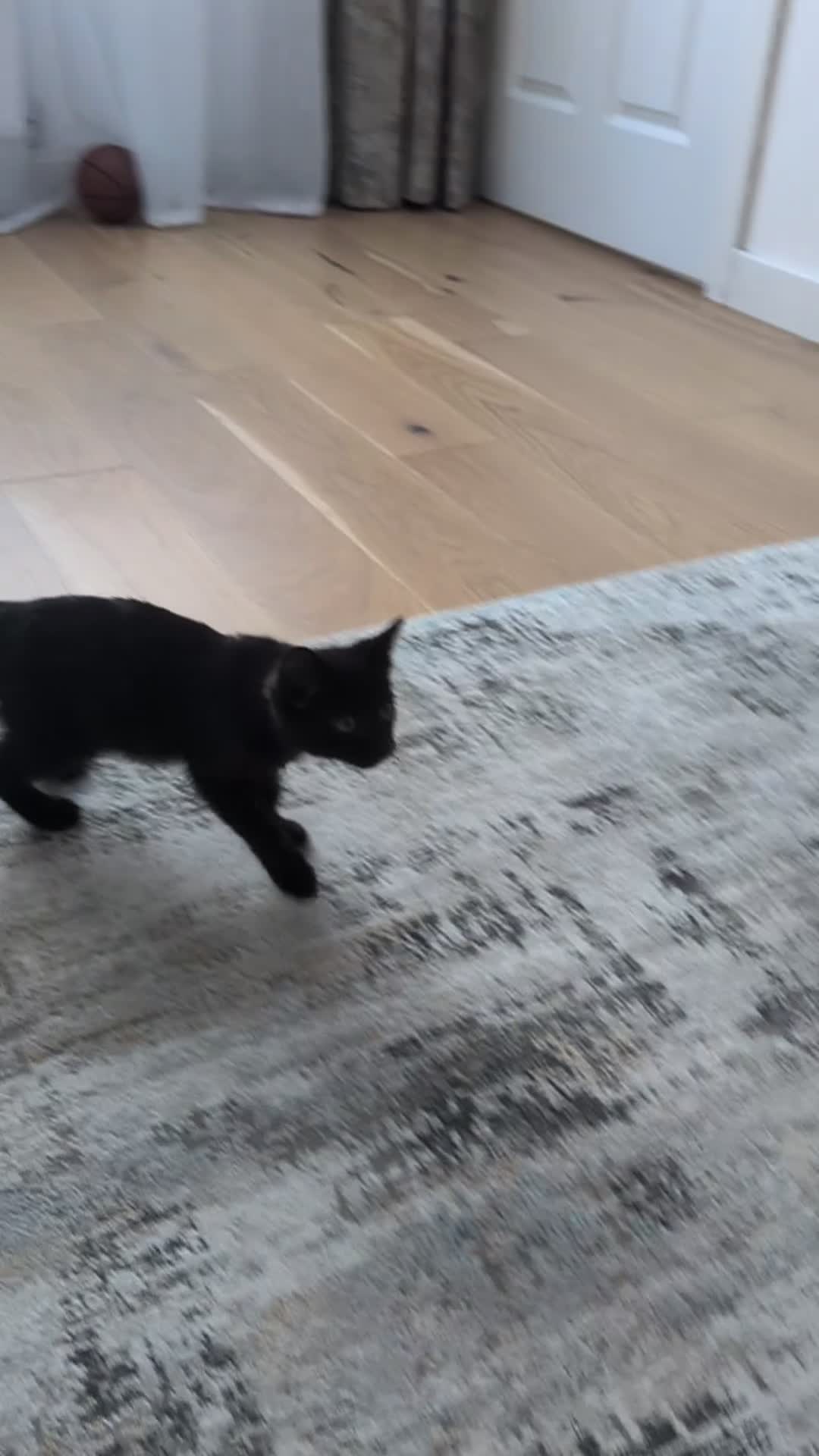 Domestic Shorthair cats for sale: Beautiful black kitten. in Falkirk - Video 1