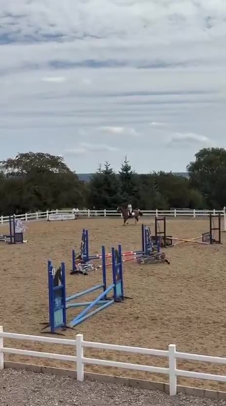 Welsh Section D horses for sale: Section D 14.2h mare - Video 1