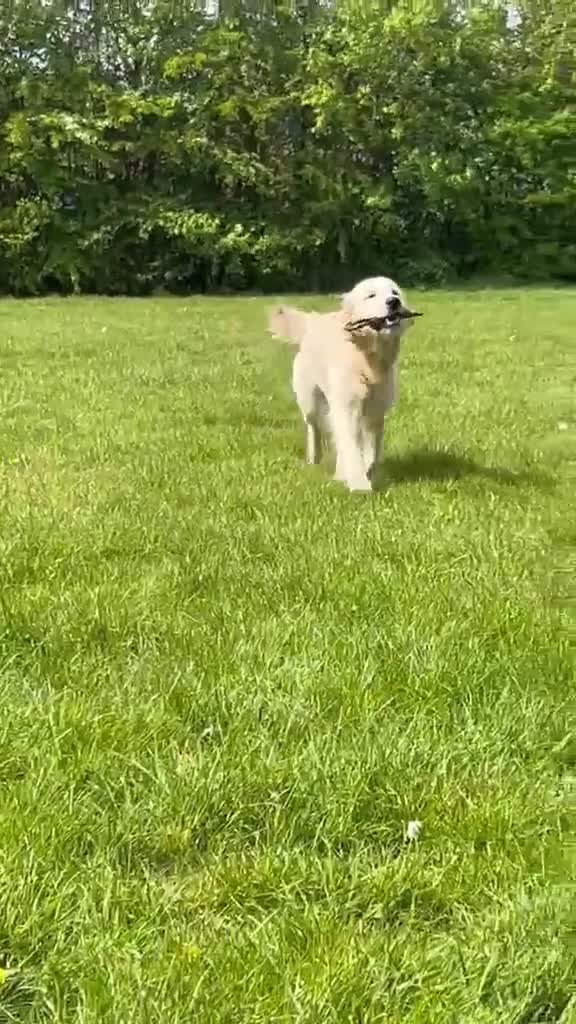 Golden Retriever dogs for stud: Health test golden retriever stud - Video 1