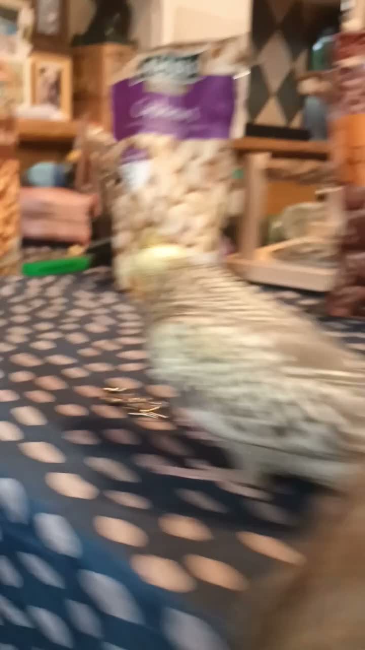 Cockatiels birds for sale: Beautiful hand reared Cockatiels chicks  - Video 3