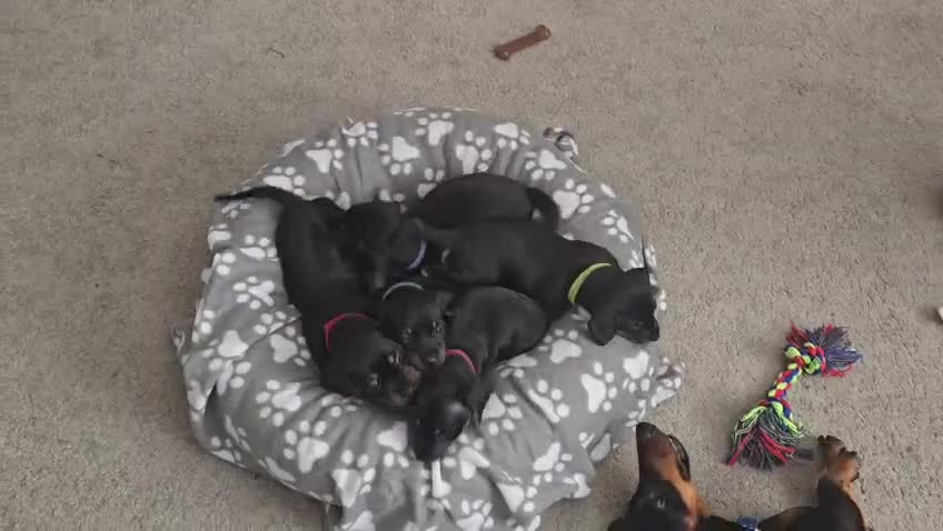 Dachshund dogs for sale: READY TO LEAVE 1 Dachsund Puppy (1 Girl) - Video 2