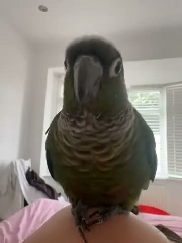 Conures birds for sale: Hand-tamed conure - Video 2
