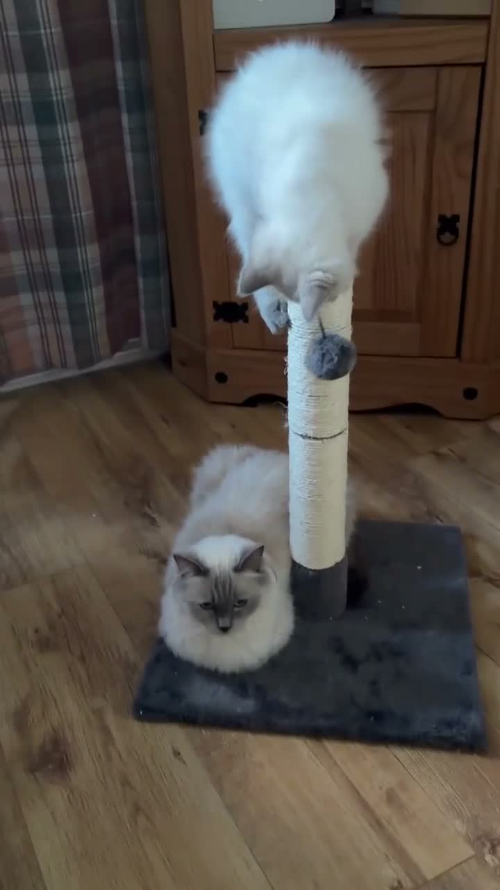 Ragdoll cats for sale: Beautiful Pure Ragdoll kittens - Video 2