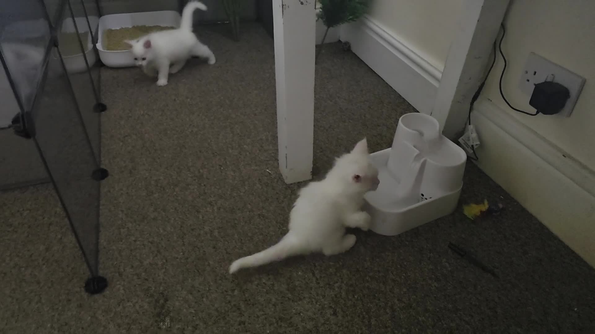 Maine Coon cats for sale: Maine coone kittens in Doncaster - Video 2