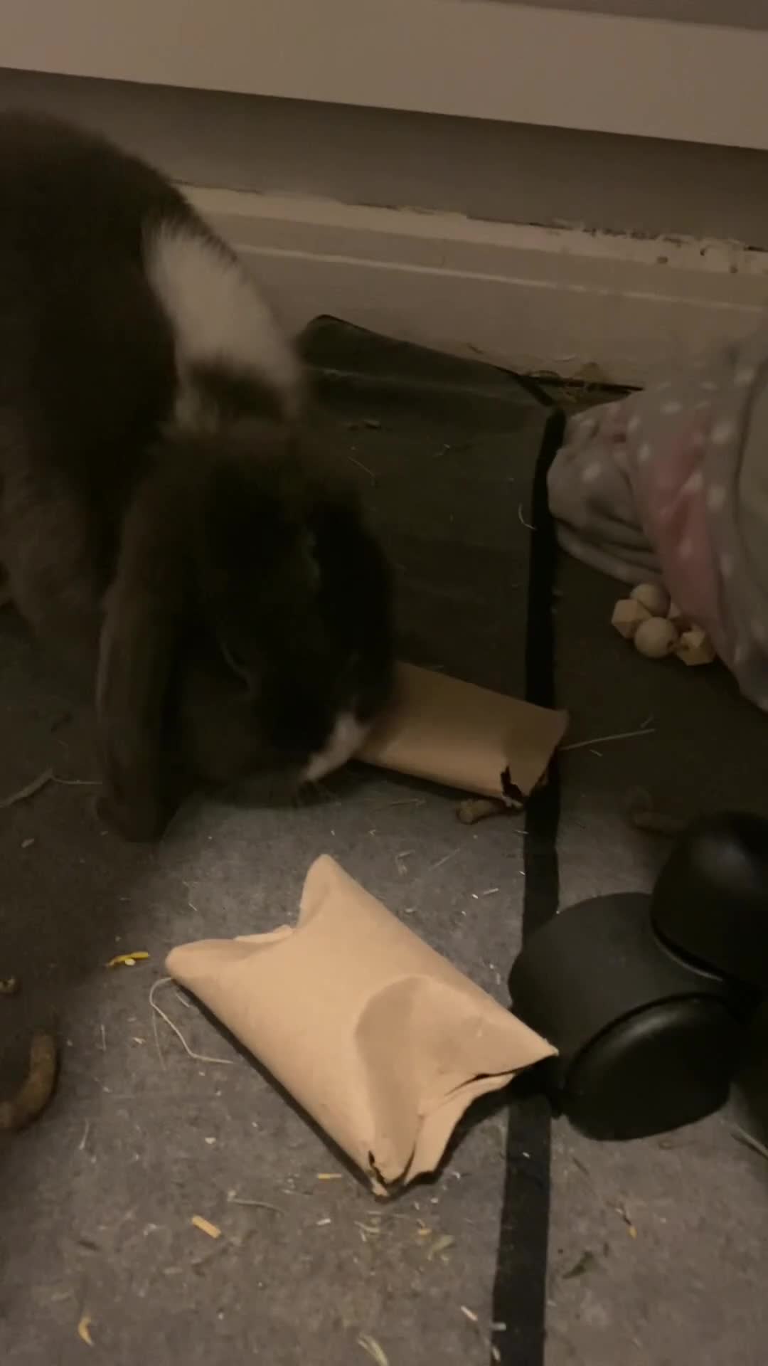Mini Lop rabbits for sale: Mini lop for sale! - Video 1