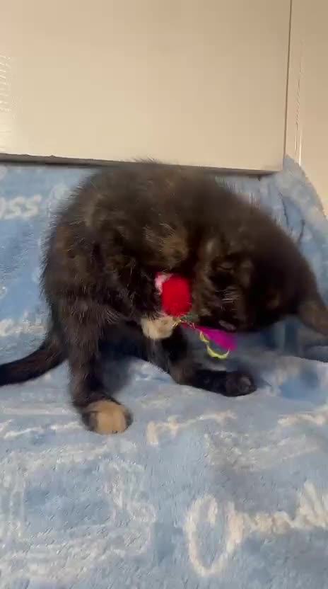 Mixed Breed cats for sale: 3 Lovely Kittens - Video 2