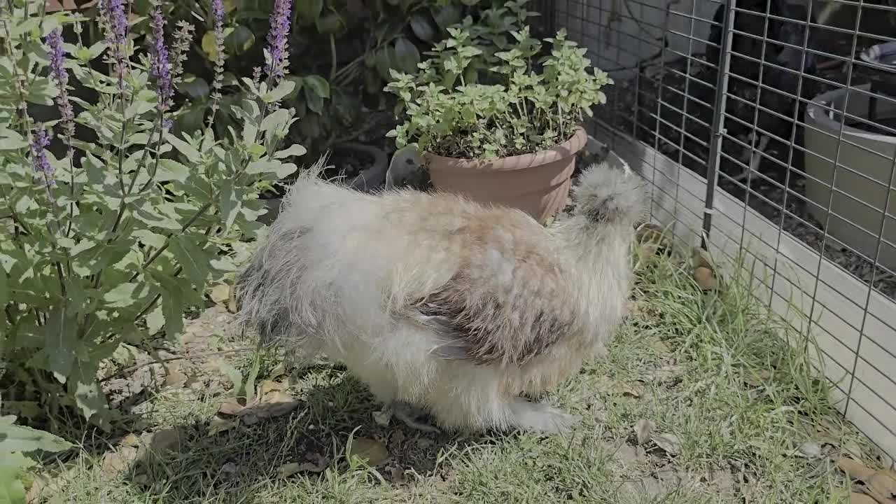 Chickens poultry for sale: Partridge Silkie cockerel  - Video 1