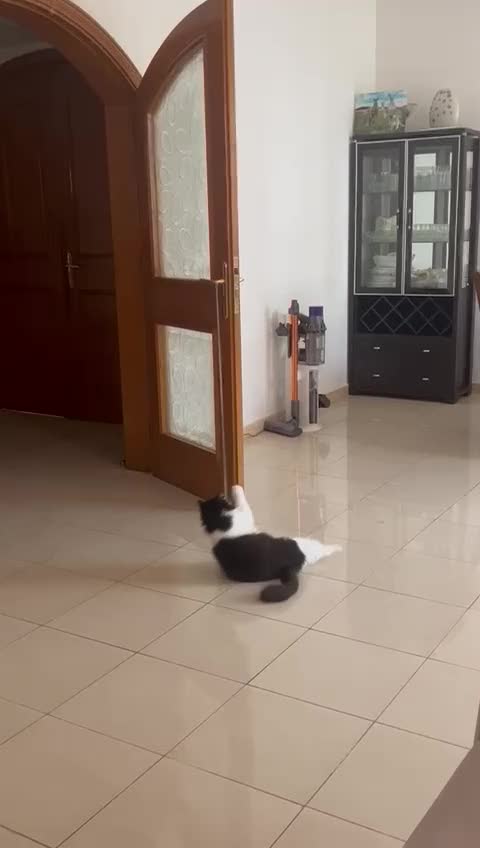 Mixed Breed cats for adoption: SUSHI GIRL MIX PERSIAN PERFECT HEALTH AFFECTIONAT - Video 4