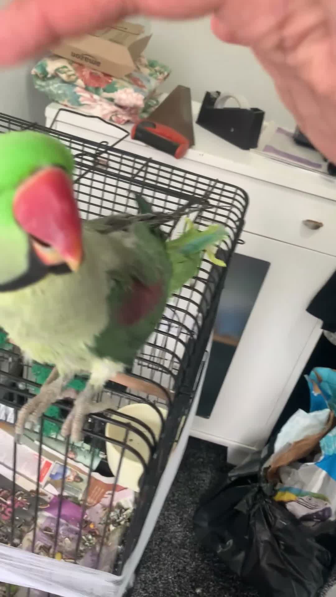 Parrots birds for sale: Tamed Alexandrine Parrot in Manchester - Video 4