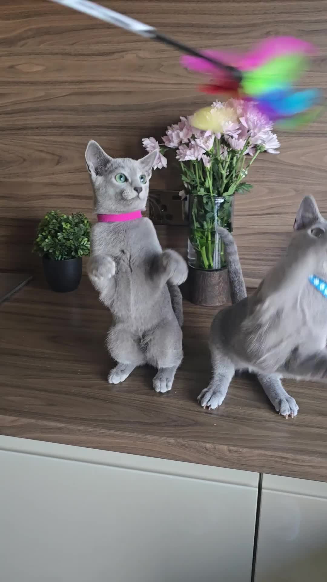 Russian Blue cats for sale: Tica Registered Russian Blue kittens  - Video 1