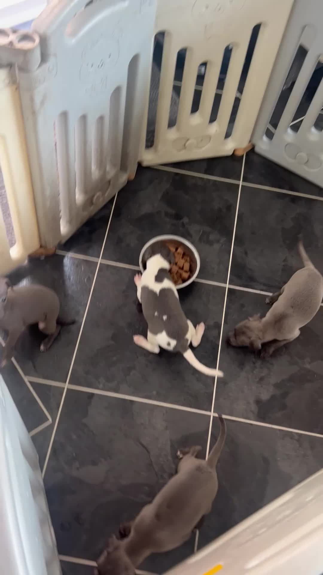 Italian Greyhound dogs for sale: 3 girls 1 boy available  - Video 1