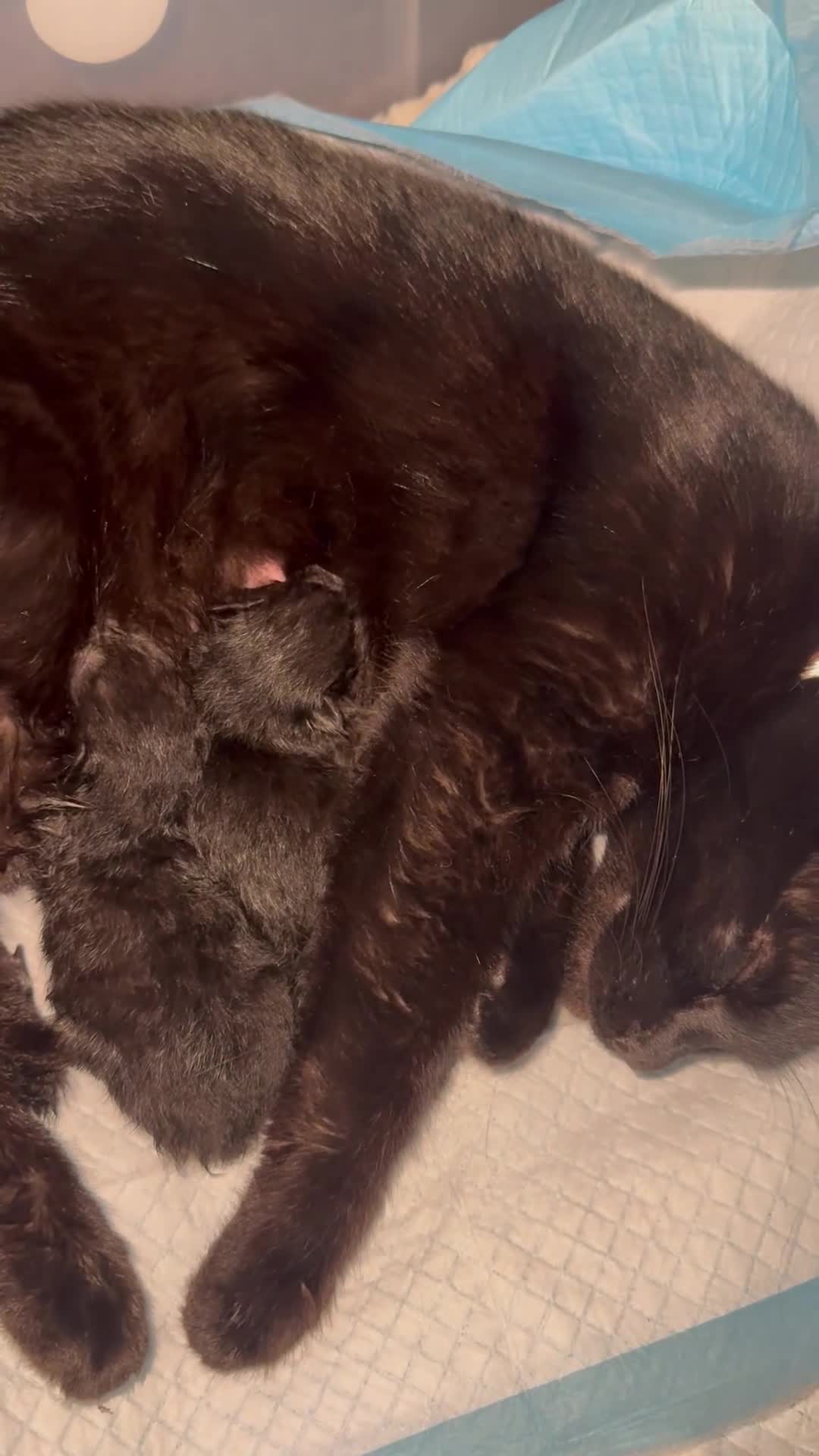 Mixed Breed cats for sale: Kittens  - Video 1