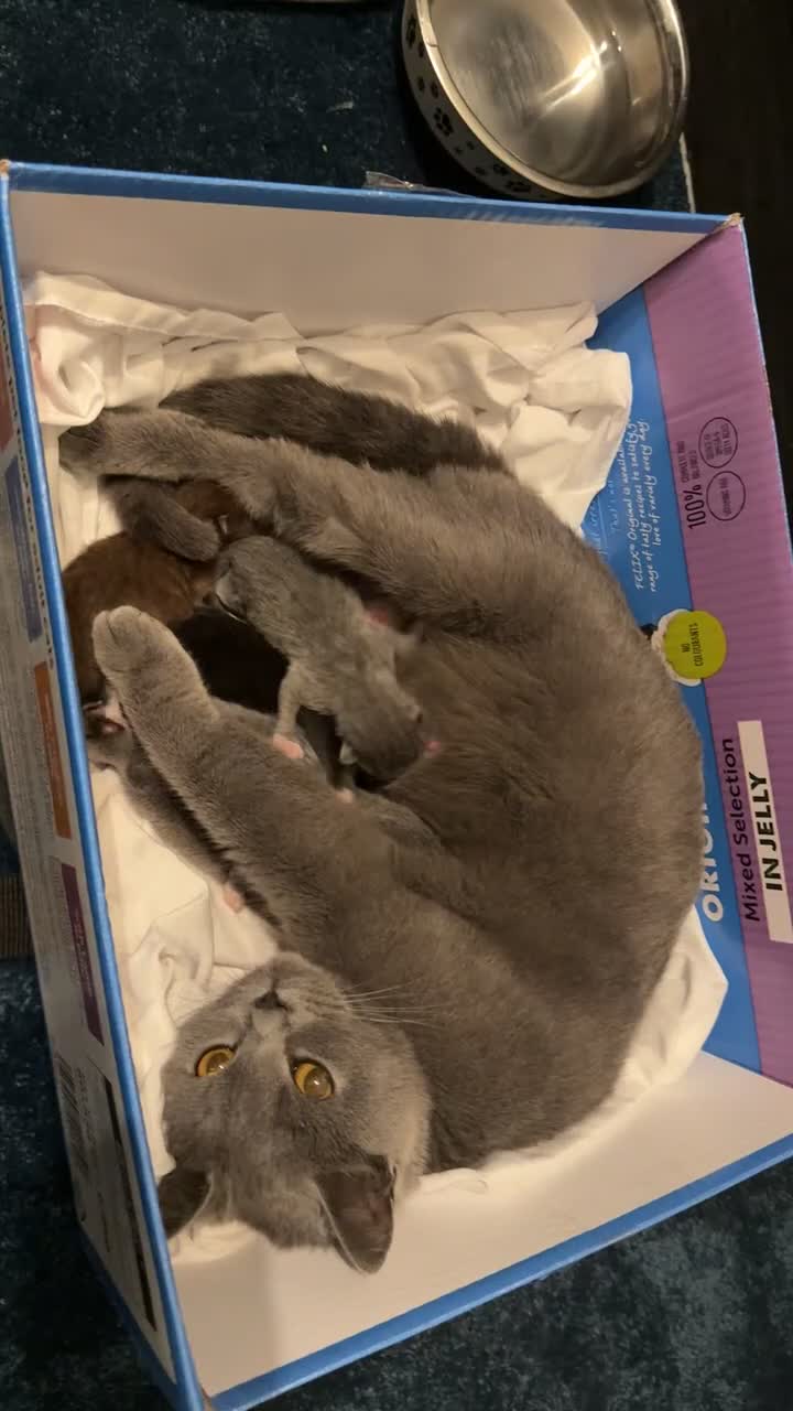 British Shorthair cats for sale: British shorthair kittens - Video 4
