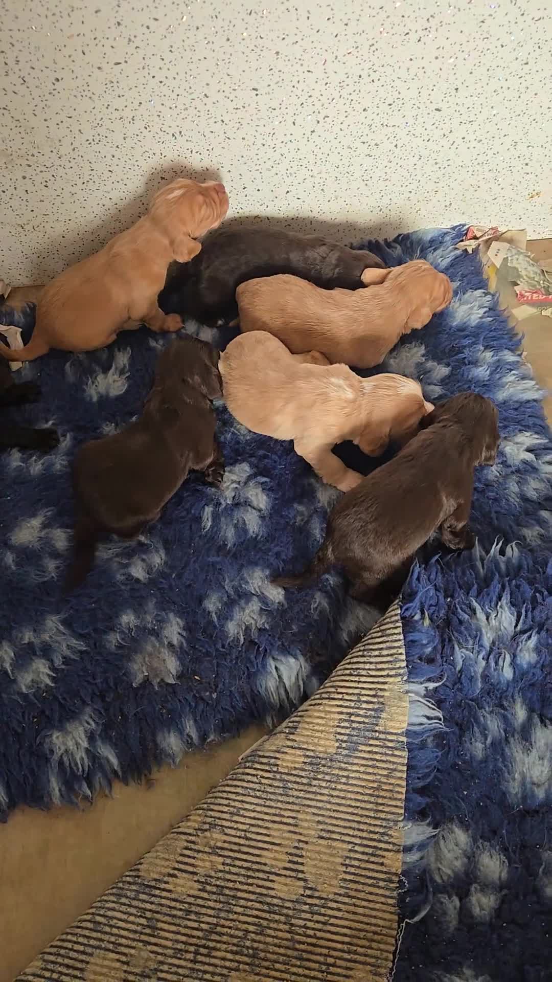 Cocker Spaniel dogs for sale: Outstanding puppies - Video 1